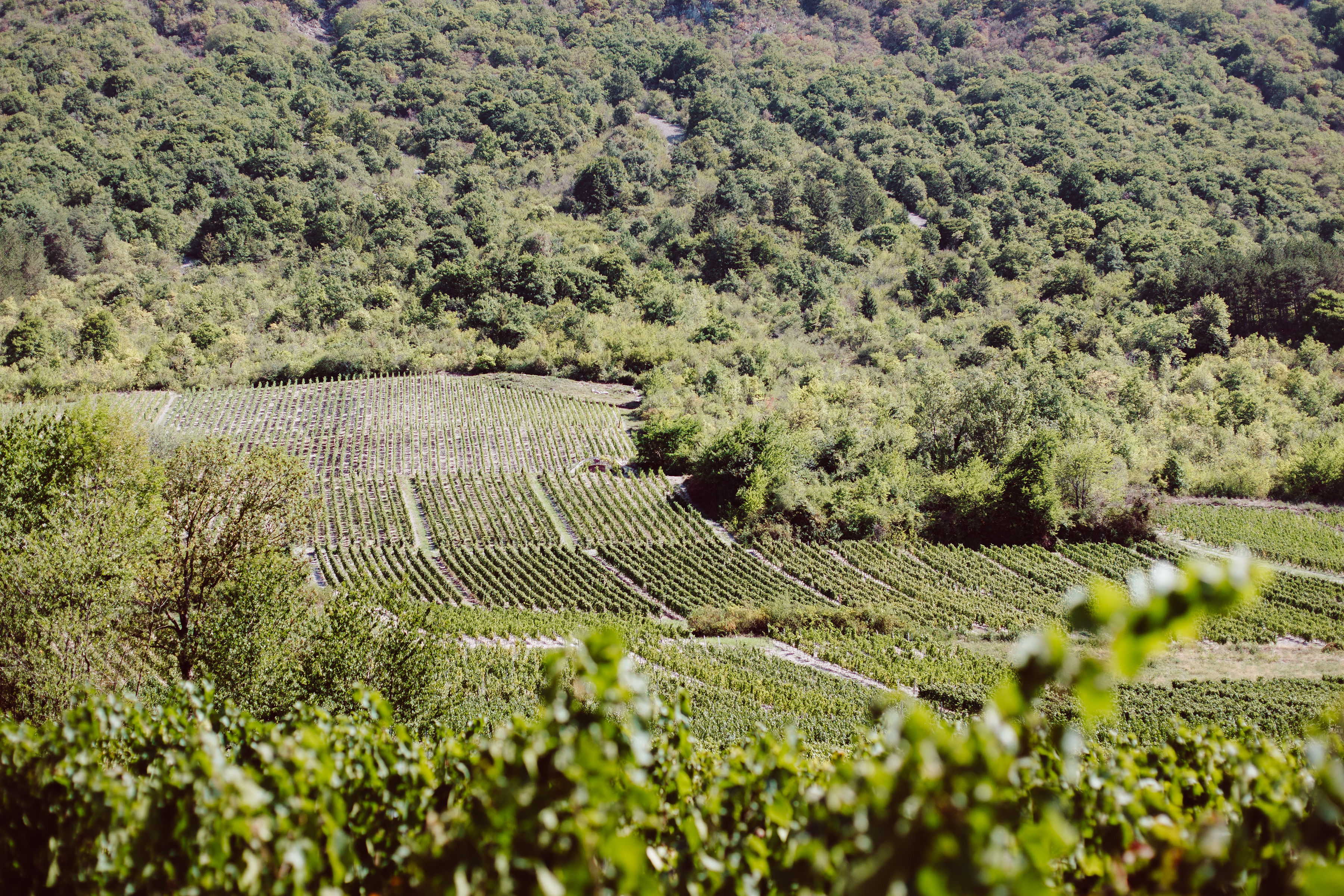Vacqueyras - Vin rouge du Rhône Sud - Top wines and estates | Les  Passionnés du Vin